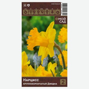 Луковицы «Флора групп» Нарцисс крупнокорончатый Джедна, 2 шт